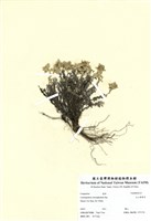 藏品(玉山薄雪草)的圖片